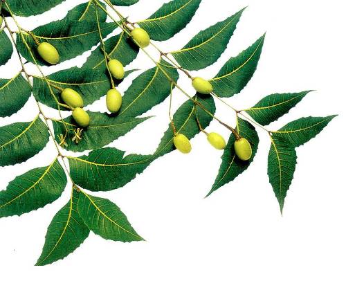 10 bài thuốc dân gian chữa mụn nhọt cực hay 36 10 bài thuốc dân gian chữa mụn nhọt cực hay 8