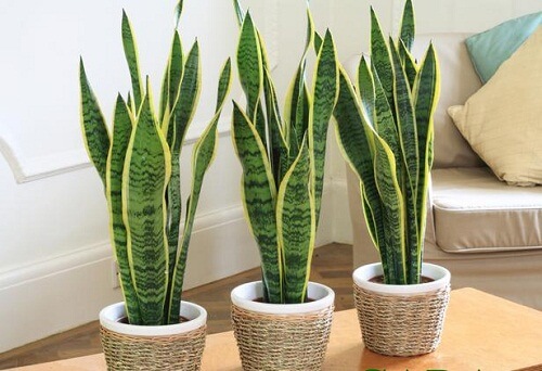10 loại cây giúp hấp thu bức xạ, sóng điện thoại và khói thuốc lá nên trồng trong nhà 45 Cây lưỡi hổ
