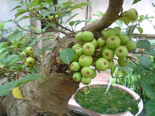10 loại cây giúp hấp thu bức xạ, sóng điện thoại và khói thuốc lá nên trồng trong nhà 46 Cây sung