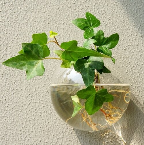 10 loại cây giúp hấp thu bức xạ, sóng điện thoại và khói thuốc lá nên trồng trong nhà 47 Cây thường xuân