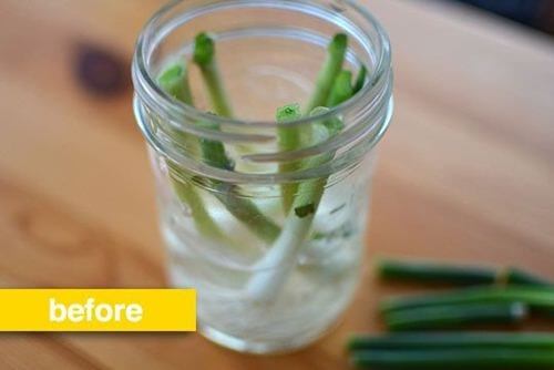 10 loại rau củ, gia vị quen thuộc trong bếp có khả năng “tái sinh” bạn nên biết 47