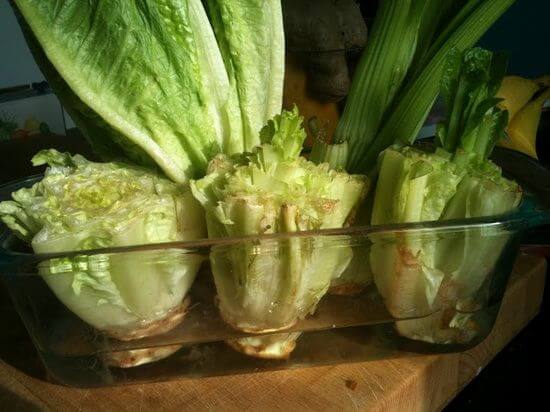10 loại rau củ, gia vị quen thuộc trong bếp có khả năng “tái sinh” bạn nên biết 50