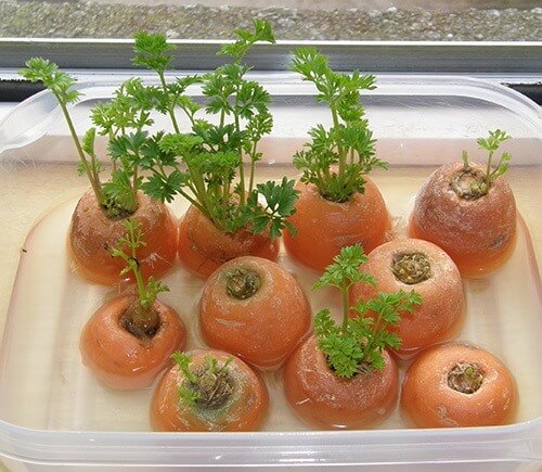 10 loại rau củ, gia vị quen thuộc trong bếp có khả năng “tái sinh” bạn nên biết 40