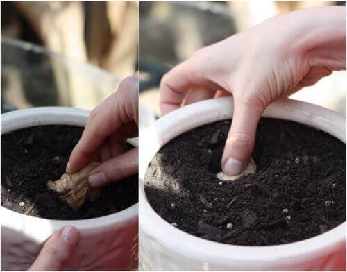10 loại rau củ, gia vị quen thuộc trong bếp có khả năng “tái sinh” bạn nên biết 68