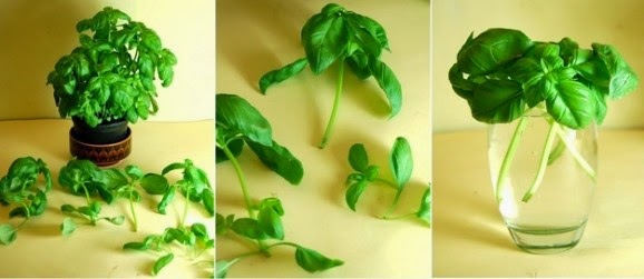10 loại rau củ, gia vị quen thuộc trong bếp có khả năng “tái sinh” bạn nên biết 41