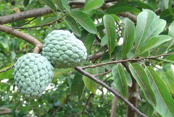 13 mẹo hạ sốt an toàn cho bé theo kinh nghiệm dân gian 9