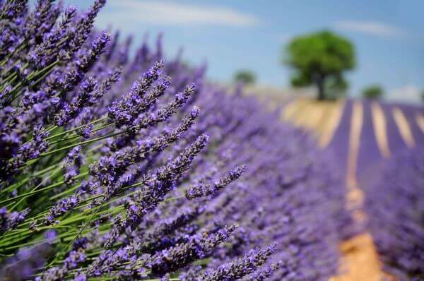 20/10: Gửi người tôi yêu từ Provence! 34 provece mi pham lam dep quyen ru 20 thang 10