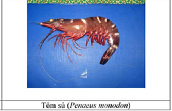 25 loại hải sản phổ biến đến từ miền Trung không được ăn vào lúc này 58 tom-su