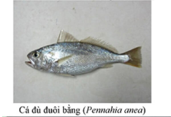 25 loại hải sản phổ biến đến từ miền Trung không được ăn vào lúc này 70 ca-du