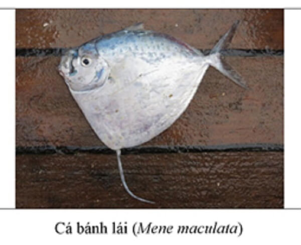 25 loại hải sản phổ biến đến từ miền Trung không được ăn vào lúc này 60 banh-lai