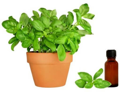 4 loại tinh dầu tốt cho người thường xuyên bị dị ứng 35 4 loại tinh dầu tốt cho người thường xuyên bị dị ứng 7