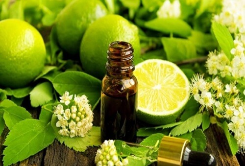 4 loại tinh dầu tốt cho người thường xuyên bị dị ứng 36 4 loại tinh dầu tốt cho người thường xuyên bị dị ứng 8