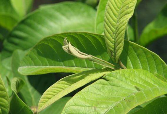 5 bài thuốc dân gian trị kiết lỵ an toàn cho bé 37 bup-oi