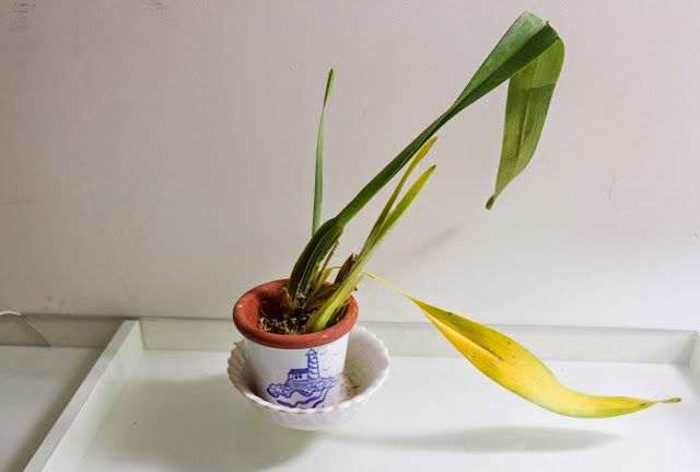 6 bước "hồi sinh" cây cảnh trong nhà bị khô héo xanh mơn mởn 34 la-vang