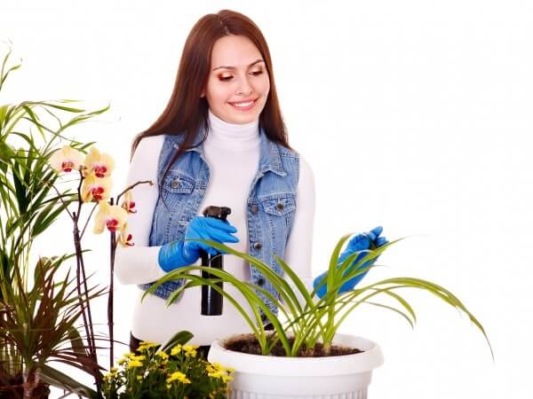 6 bước "hồi sinh" cây cảnh trong nhà bị khô héo xanh mơn mởn 35 la-vang