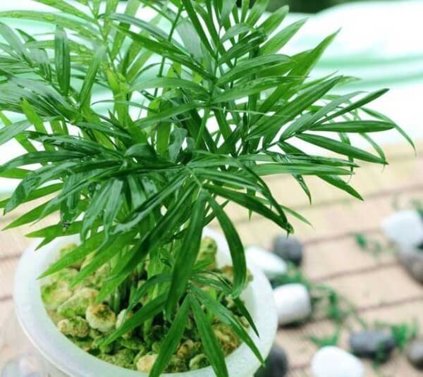 6 loại cây cảnh có tác dụng làm sạch không khí trong nhà 35 6 loại cây cảnh có tác dụng làm sạch không khí trong nhà 7