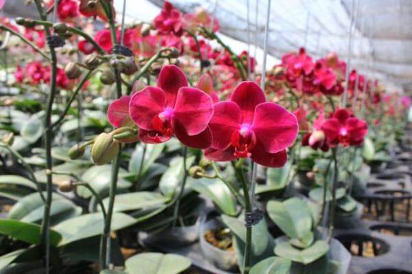 6 loại cây cảnh có tác dụng làm sạch không khí trong nhà 37 6 loại cây cảnh có tác dụng làm sạch không khí trong nhà 9