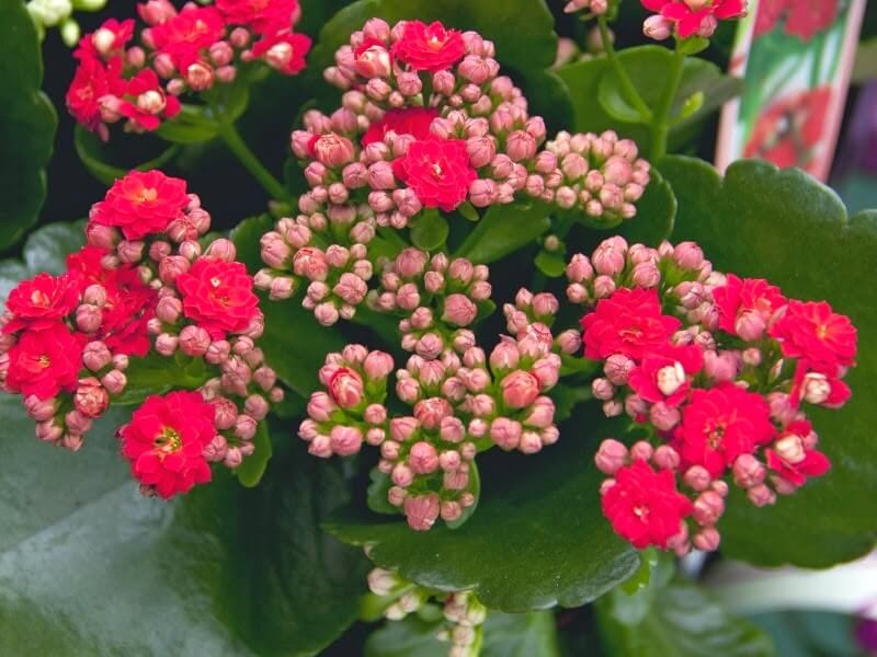 6 loại hoa nhất định phải có trong nhà dịp Tết Đinh Dậu 39 hoa