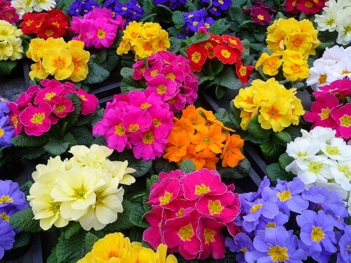 6 loại hoa nhất định phải có trong nhà dịp Tết Đinh Dậu 43 anh-thao