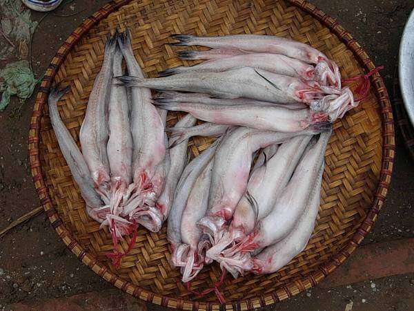 6 loại thủy hải sản chứa hóa chất nhiều nhất 39 6-loai-thuy-hai-san-chua-hoa-chat-nhieu-nhat