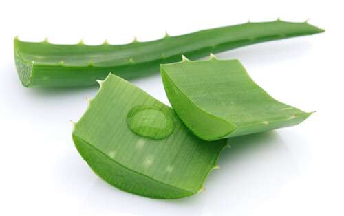 7 bí quyết giúp con hết thâm, sẹo do muỗi đốt 35 7 bí quyết giúp con hết thâm, sẹo do muỗi đốt 7