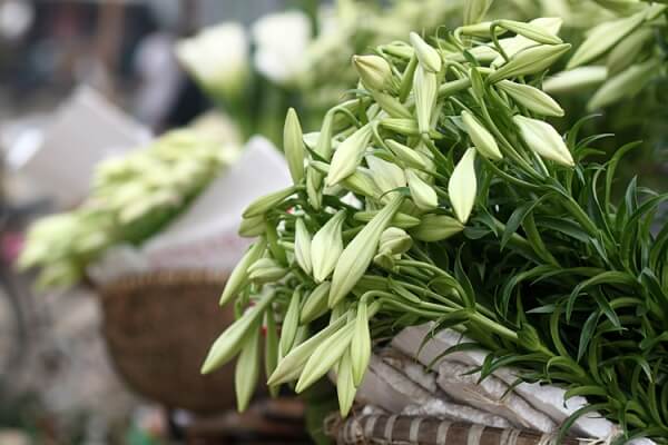 7 loài hoa không được dùng để cắm lên bàn thờ ngày Tết 39 7 loài hoa không được dùng để cắm lên bàn thờ ngày Tết 12