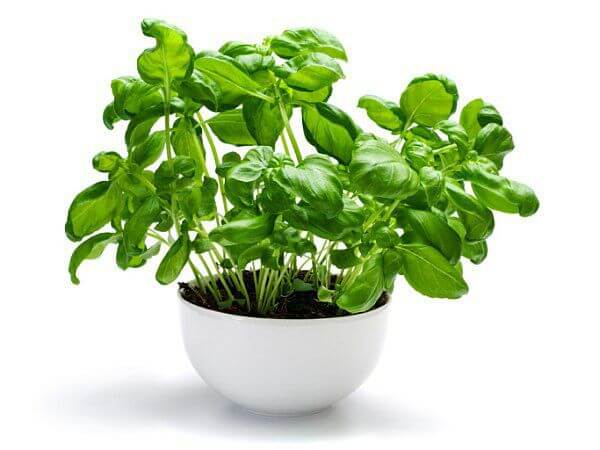8 loại thực phẩm giúp răng bạn trắng sáng hơn 45 8 loại thực phẩm giúp răng bạn trắng sáng hơn 17