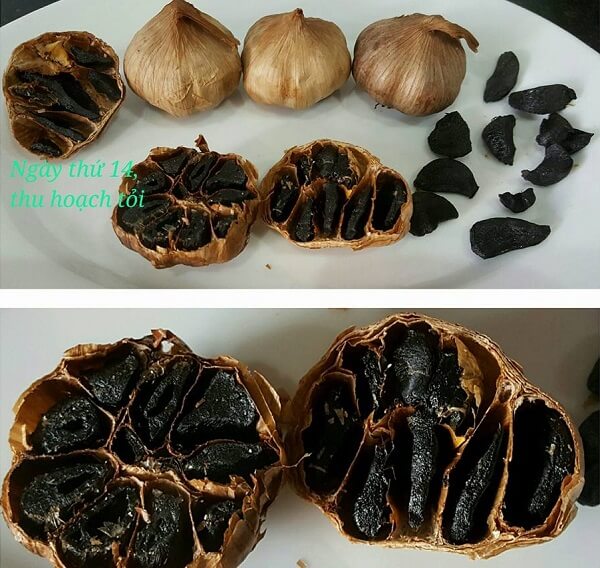 Bí kíp làm tỏi đen chỉ trong 2 tuần 58 cách làm tỏi đen