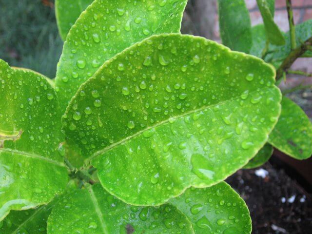 Bỏ túi 7 lợi ích bất ngờ từ lá chanh 35 la-chanh