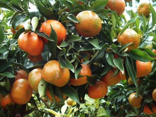 Bỏ túi cách nhận biết quả chín cây bằng mắt thường 13