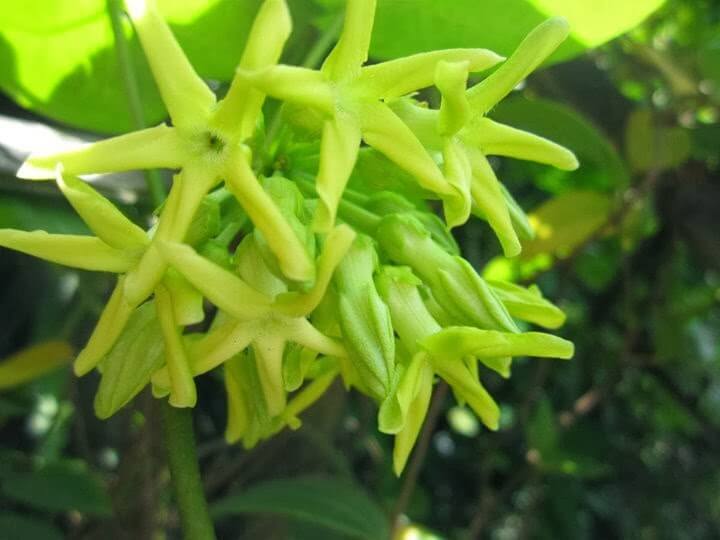 Bỏ túi nhiều công dụng trị bệnh bất ngờ từ hoa thiên lý 35 Bỏ túi nhiều công dụng trị bệnh bất ngờ từ hoa thiên lý 7