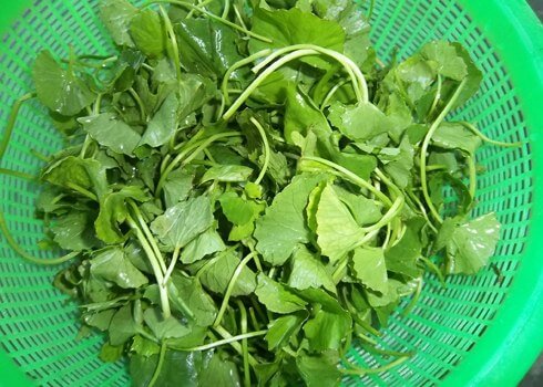 Bữa cơm ngày nóng nhẹ tênh nhờ món gỏi rau má thịt bò 46 rau má
