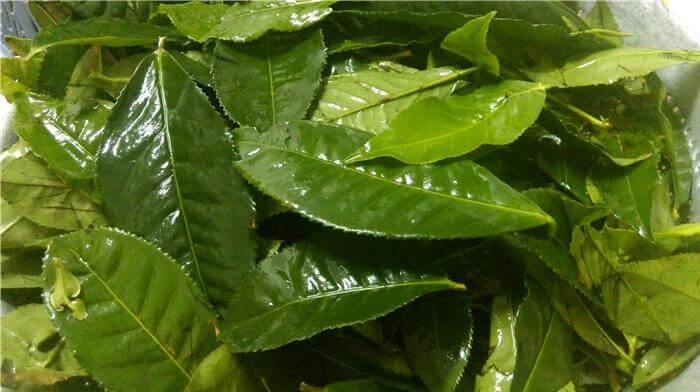 Cách làm bột matcha từ lá trà xanh 1
