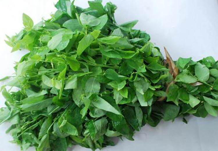 Cách phân biệt rau củ quả sạch - bẩn bà nội trợ nào cũng nên biết 37 Cách phân biệt rau củ quả sạch - bẩn bà nội trợ nào cũng nên biết 9