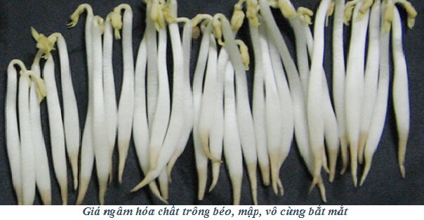 Cách phân biệt rau "ngậm" hóa chất và rau sạch 44 gia-do-hoa-chat