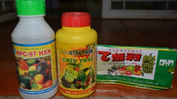 Cảnh báo hóa chất độc hại ép chín siêu tốc được bơm vào mít 35 canh-bao-hoa-chat-doc-hai-ep-chin-sieu-toc-duoc-bom-vao-mit