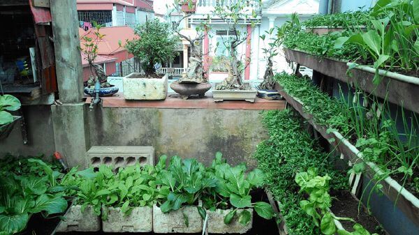 trồng rau xanh ở sân thượng