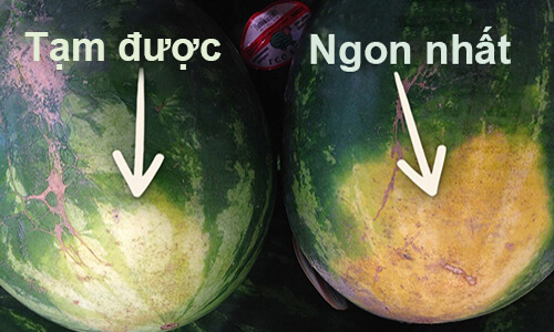 Chọn dưa hấu ngon theo cách của người nông dân dày dạn kinh nghiệm 37 Chọn dưa hấu ngon theo cách của người nông dân dày dạn kinh nghiệm 9