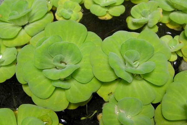 Chữa dứt điểm vảy nến bằng lá trầu và bèo hoa dâu 8