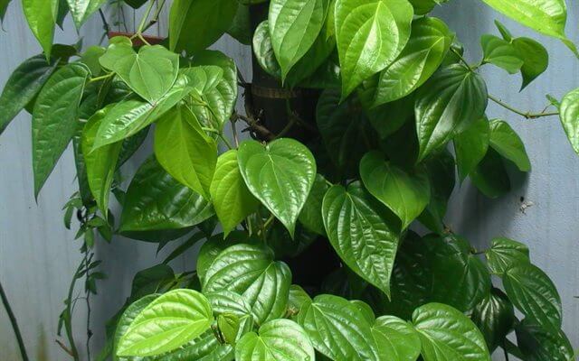 Chữa dứt điểm vảy nến bằng lá trầu và bèo hoa dâu 9