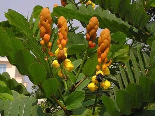 Chữa dứt điểm vảy nến bằng lá trầu và bèo hoa dâu 11
