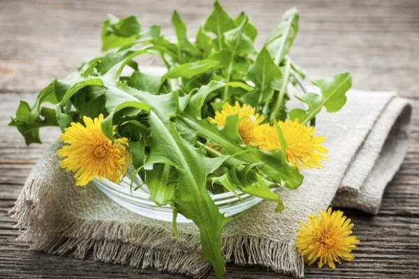 Chữa tắc tia sữa sau sinh bằng 8 mẹo dân gian vừa dễ làm vừa cho hiệu quả nhanh 39 Đắp lá bồ công anh và lá gấc