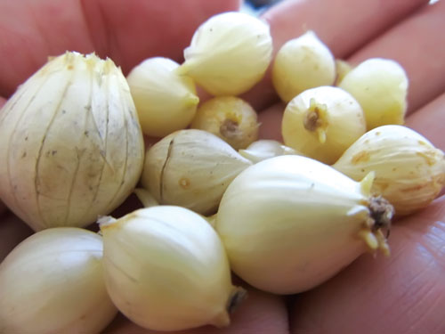 Củ nén – món gia vị tuyệt hảo của người Quảng Nam 34 cu-nen-mon-gia-vi-tuyet-hao-cua-nguoi-quang-nam
