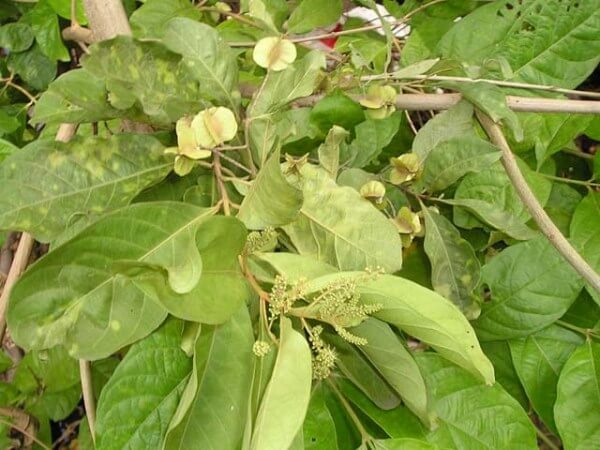 Cuối năm, tuyệt chiêu tẩy giun cho bé 35 cuoi-nam-tuyet-chieu-tay-giun-cho-be