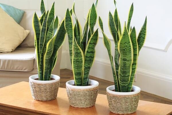 Đặt 5 loại cây này trong phòng ngủ sẽ giúp bạn dễ ngủ hơn 37 cay-luoi-ho