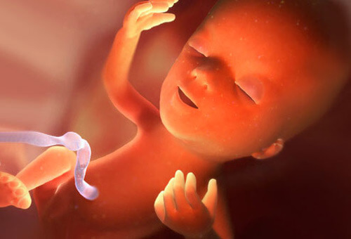 Diệu kì giai đoạn phôi thai - Những điều mọi bà mẹ cần biết (P3) 39 Diệu kì giai đoạn phôi thai - Những điều mọi bà mẹ cần biết (P3) 11