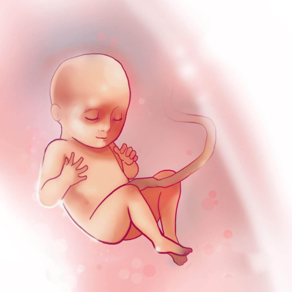 Diệu kì giai đoạn phôi thai - Những điều mọi bà mẹ cần biết (P3) 42 Diệu kì giai đoạn phôi thai - Những điều mọi bà mẹ cần biết (P3) 14