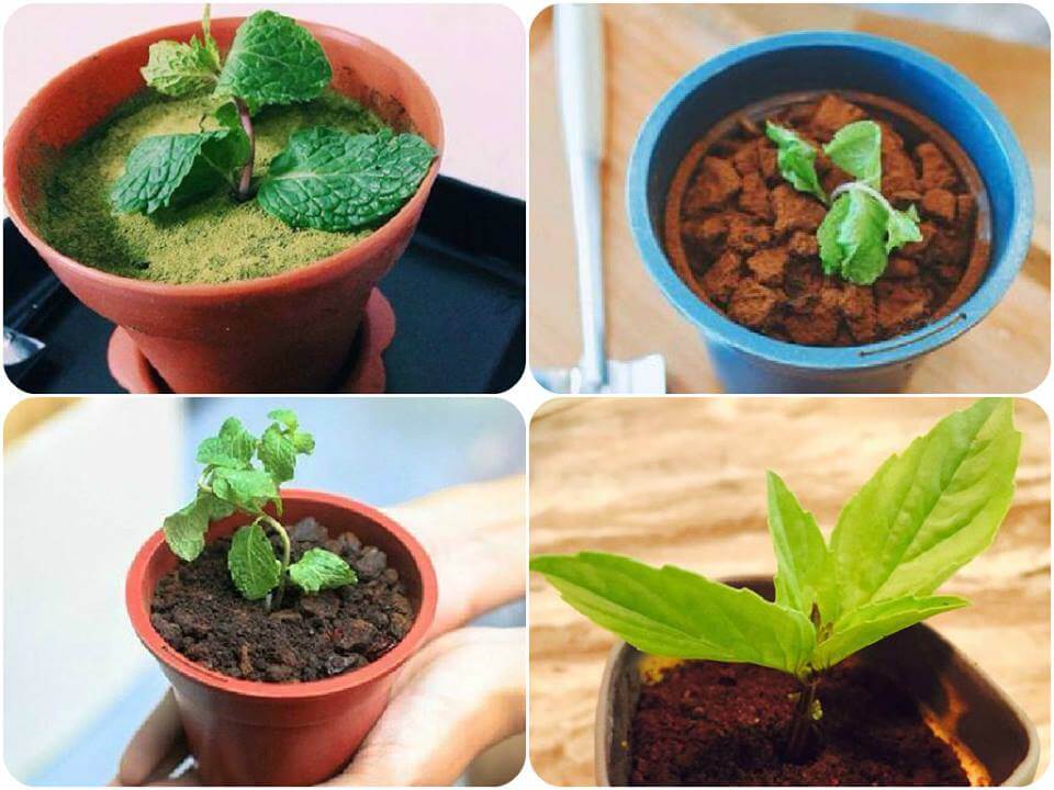 Độc đáo những quán cà phê, sinh tố "ăn cả ly nhai luôn chén" ở Sài Gòn 19