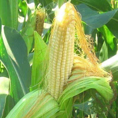 Đọc xong bài này bạn sẽ không bao giờ bỏ râu ngô đi nữa 49 rau-ngo