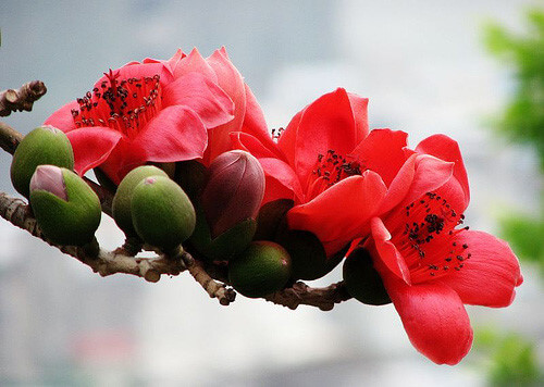 “Đuổi” mụn nhọt cho bé yêu bằng những bài thuốc dân gian dễ tìm 35 hoa-gao